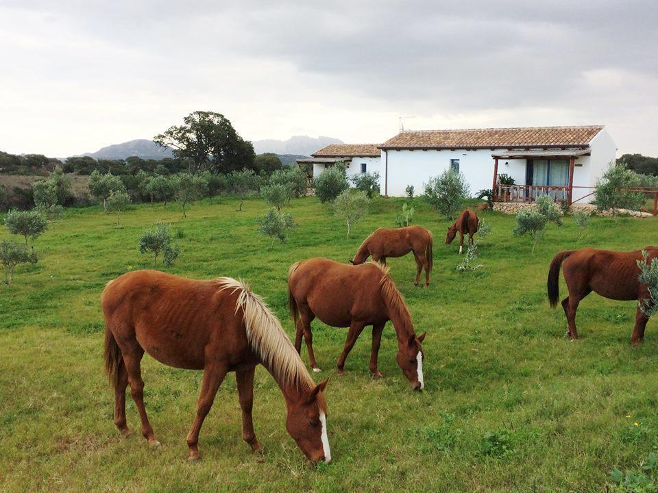 Agriturismo Mieleamaro Villa Olbia Exterior photo